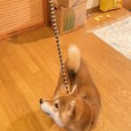 パラコード犬首輪とリードをモデル犬に装着