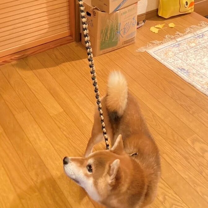 パラコード犬首輪とリードをモデル犬に装着