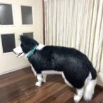 [公式]パラコード編み犬首輪#290 中型・大型犬首輪「ベンケイ」犬に装着全体画像