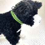 [公式]#281 パラコード犬首輪エッジが丸く皮膚炎予防犬に装着アップ