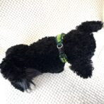 [公式]#281 パラコード犬首輪エッジが丸く皮膚炎予防犬に装着真上から