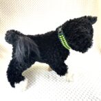 [公式]#281 パラコード犬首輪エッジが丸く皮膚炎予防犬に装着全体画像