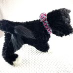 [公式]#288 2色使いの中型・大型犬首輪犬に装着全体画像