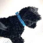 [公式]#291パラコード編み犬首輪2色使いの小型犬首輪黒犬装着横側アップ