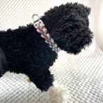 [公式]＃280パラコード編み ウルフクリーク　小型犬・中型犬首輪犬に装着したアップ