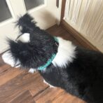 [公式]パラコード編み犬首輪#290 中型・大型犬首輪「ベンケイ」犬に装着真上アップ