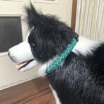 [公式]パラコード編み犬首輪#290 中型・大型犬首輪「ベンケイ」犬に装着アップ