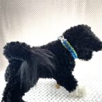 [公式]＃289 4色パラコード編み犬首輪　小型犬用黒い犬に装着全体画像