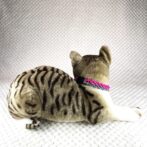 [公式]#283 パラコード編み犬首輪 猫用首輪両片結び猫に装着した状態