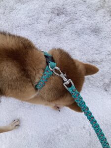 パラコード編み犬首輪とリード装着