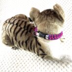 [公式]#292パラコード編み犬首輪 「ベンケイ」の小型犬と猫バージョン首輪猫に装着