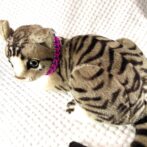 [公式]#292パラコード編み犬首輪 「ベンケイ」の小型犬と猫バージョン首輪猫に装着上から画像