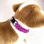 [公式]#292パラコード編み犬首輪 「ベンケイ」の小型犬と猫バージョン首輪犬に装着アップ