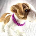 [公式]#292パラコード編み犬首輪 「ベンケイ」の小型犬と猫バージョン首輪犬に装着正面アップ