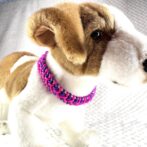 [公式]#292パラコード編み犬首輪 「ベンケイ」の小型犬と猫バージョン首輪犬に装着正面アップ