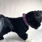 [パラコード編み犬首輪]#296 3色使いのダイヤ柄小型犬用首輪黒い犬に装着真横画像