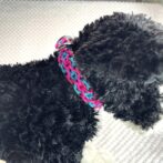 [パラコード編み犬首輪]#296 3色使いのダイヤ柄小型犬用首輪黒い犬に装着横からアップ