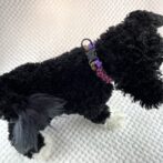 [公式]＃298パラコード犬首輪平結びアレンジ小型犬首輪黒いプードル装着背中からの画像