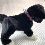 [公式]＃298パラコード犬首輪平結びアレンジ小型犬首輪黒いプードルに装着全体画像