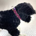 [公式]＃298パラコード犬首輪平結びアレンジ小型犬首輪黒いプードルの横アップ