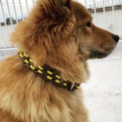 [犬首輪]犬も喜ぶ首輪報告