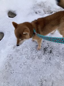 パラコード編み犬首輪とリード装着してお散歩中