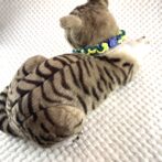 [公式]＃225パラコード犬猫首輪 2色使いの猫用首輪