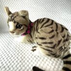 [公式]#300可愛い小花の猫用首輪ねこに装着した全体画像　