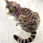 [公式] ＃46パラコード編み首輪まだらピンクと紫の猫首輪猫に装着した上からの画像