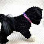 [公式] ＃46パラコード編み首輪まだらピンクと紫の猫首輪子犬に装着させた画像