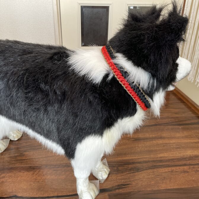 パラコード編み犬首輪#255犬に装着させた状態