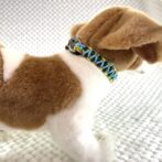 [公式]#259パラコード編み犬首輪平結びアレンジ編み　小型犬用首輪犬に装着した上からの画像