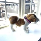 [パラコード編み犬首輪]#261 3色くるくる編み#243の超小型犬用犬に装着した全体画像