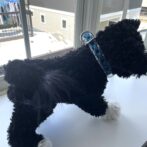 [公式]#262パラコード編み犬首輪 装着画像横向き