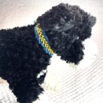 [公式]#302パラコード編み犬首輪　名称ハッピーバレンタイン装着し真横の画像