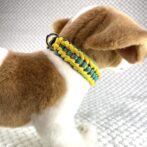 [公式]#303春めき色の犬首輪装着した横側アップ