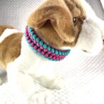 [公式]#304 パラコード編み首輪小型・中型犬向き犬首輪装着し正面画像