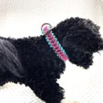 [公式]#304 パラコード編み首輪小型・中型犬向き犬首輪装着させた横側