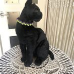 [公式]パラコード編み#307 ねこ用首輪2色使いのスッキリ配色装着させた全体画像