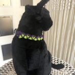 [公式]パラコード編み#307 ねこ用首輪2色使いのスッキリ配色装着させた横向き画像