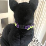 [公式]パラコード編み#307 ねこ用首輪2色使いのスッキリ配色装着させ後ろ向き画像