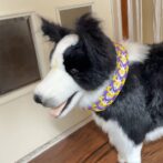 ラグジュアリー犬首輪大型犬に装着画像