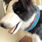 パラコード編み犬首輪大型犬に装着