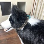 犬にパラコード首輪を装着した様子
