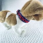 装着させ真横からの画像